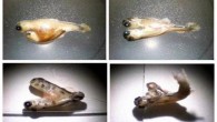 SODA SPRINGS, Idaho – Here’s an image you usually don’t see without the help of Photoshop: two-headed fish. Pictures of deformed baby trout with two heads show up in a study of creeks in a remote part of southeast Idaho. […]