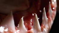 An in-depth look at shark teeth has found that they contain fluoride, the active ingredient of most toothpaste and dental care mouthwashes. It helps to explain why sharks are so effective at either tearing or cutting prey. Their teeth are […]