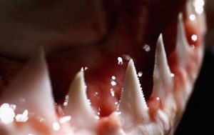 An in-depth look at shark teeth has found that they