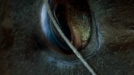 Eye detail of a Sparisoma cretense – Parrotfish caught in a net. Bir kaç gün önce gelen bir e-posta beni o kadar sevindirdi ki inanmazsınız. Burada paylaşmadan edemedim Saygılar, sevgiler Sayın SALTIK, deniz insanı olarak, Hakkari İl Halk Kütüphanesi’nde kütüphaneci […]