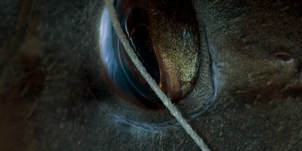 Eye detail of a Sparisoma cretense – Parrotfish caught in