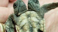 JUPITER ISLAND — Simon Bilts must have done a double take when he found it in the sand: a two-headed loggerhead sea turtle hatchling. On the morning of July 31, the biologist with Jensen Beach-based Ecological Associates was excavating a […]