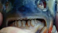 A popular Illinois lake is on guard after the discovery in its waters of the exotic pacu fish – infamous for killing men by ripping off their testicles. Families reported being wary of entering the waters of Lake Lou Yaeger […]