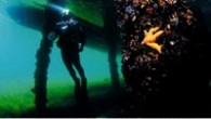 Canlı sayısında büyük oranda azalma yaşandığı bilinen Marmara Denizi’nin Yassıada kıyılarında dalan sualtı fotoğrafçıları, tek iç denizimizin halen içinde onlarca türden canlıyı barındırdığını sevinçle gözlemledi. Türk Balıkadamlar Kulübü tarafından her yıl düzenlenen Yaşayan Marmara Festivali bu yıl Marmara denizi için […]