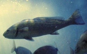Minekop (Umbrina cirrosa), Sciaenidae familyasından vücut hafif basık, sırtı kamburca