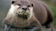 SANDPOINT – River otters cut a cuddly image when they cavort in and around the water, but recent attacks at Priest Lake serve as a reminder that the predators are pretty adept at harming people. “It’s not something you’d want […]