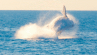 A WHITE whale believed to be Migaloo was sighted in the Whitsundays last week. On Thursday, August 30, the Cruise Whitsunday vessel ‘Seaflight’ was returning to Airlie Beach when passengers and crew sighted the whale near the Hook Passage at […]