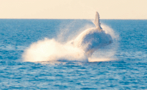 A WHITE whale believed to be Migaloo was sighted in