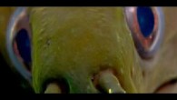 A lot of people are scared of the moray eel. A lot of people will tell you that they (the moray eel not the people themselves) are aggressive, dangerous and, above all, real ugly. It is easy to understand these […]