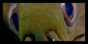 A lot of people are scared of the moray eel.