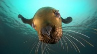 A sea lion was caught admiring his own reflection – unaware that he was in fact staring into the lens of an underwater camera The vain animal was captured off the coast of Hornby Island, Canada when its herd surrounded […]