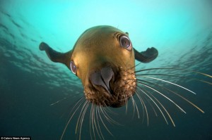 A sea lion was caught admiring his own reflection –