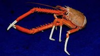 HOLLYWOOD, Florida — Some deep-sea crabs have eyes sensitive to ultraviolet light, which they may use to snatch glowing plankton and stuff it in their mouths, a new Nova Southeastern University study suggests. Tamara Frank, Ph.D., a marine biologist and […]