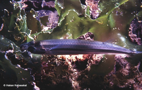 Atherina_hepsetus