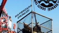 Bir süredir ara verilen Rutin STH Etkinlikleri 14 Ekim 2012 Pazar günü Hayırsızada’da tekrar başladı… Gezgin Korsan platformu işbirliği ile gerçekleştirilen etkinlik İstanbul Büyükşehir Belediyesi Deniz Hizmetleri Müdürlüğü, DAKSAR ve inDeep Dalış Merkezi’nin desteği ile hayata geçirildi. Etkinlik kapsamında sualtı […]