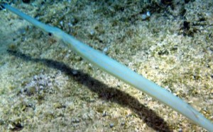 Zurna balığı (Scomberesox saurus) (İng. Atlantic lizardfish), Scomberesocidae familyasına ait