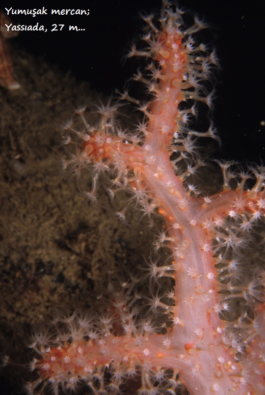 AlcyoniumPalmatum01