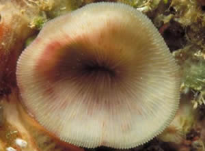 LEIDEN, The Netherlands — Coral specialist Dr. Bert W. Hoeksema