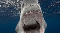 These terrifying pictures show the moment a photographer was circled by a hungry shark – for two hours. Brave Sam Cahir refused to panic during the real-life Jaws scenario – getting in the water with his camera to capture these […]