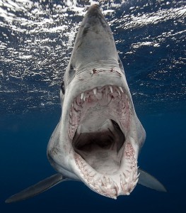These terrifying pictures show the moment a photographer was circled