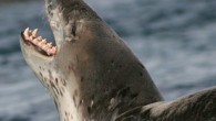 The leopard seal (Hydrurga leptonyx) is one of Antarctica’s top predators. It kills penguins and smaller seals by biting them with sharp canine teeth and repeatedly smashing them against the ocean surface to flay and dismember them. But it now […]