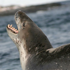 The leopard seal (Hydrurga leptonyx) is one of Antarctica’s top