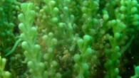 Kiyilarimizda yayilis gosteren ve terorist yosun olarak bilinen Caulerpa racemosa var.cylindracea’nin sivi organik gubre olarak kullanilabilirligine yonelik calismalarimiz sonuclanma asamasina gelmistir. Arastirma grubumuzdan Deniz Caparkaya Yuksek Lisans tezinde Caulerpa racemosa icerisinde bulunan “caulerpin” maddeyi izole etmis ve bitki buyumesini stimule […]