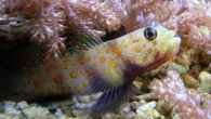 Kaya balığı, Gobiidae familyasını oluşturan hem tropikal hem de ılıman bölgelerde bulunan balık türleri. Hem denizde, hem acı sularda, hem de tatlı sularda yaşayan türleri vardır. Cins içindeki yakın ilişkileri, küçük boyutları ve seksler arasındaki önemli farklılıklar nedeniyle teşhisleri zordur. […]