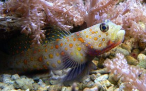 Kaya balığı, Gobiidae familyasını oluşturan hem tropikal hem de ılıman