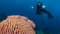 No, I’m not talking about the mushroom islands of Palau and the magical underwater. It’s the sort of mushroom that is said to guarantee a ticket to heaven, or moon, or jail if you get caught with it. It’s a […]