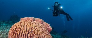 No, I’m not talking about the mushroom islands of Palau