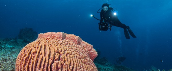 No, I’m not talking about the mushroom islands of Palau