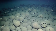 Nautilus Dive Highlights