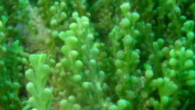 Ulvophyceae sınıfına ait yaklaşık 1000 Caulerpa türü tespit edilmiş olup bu türler genelde sıcak ve tropikal denizleri tercih etmektedirler. Bu türler arasında yer alan Caulerpa taxifolia ve Caulerpa racemosa Akdeniz’de hala yayılışlarını büyük bir hızla sürdürmektedirler. Caulerpa racemosa’nın Akdeniz’de üç […]