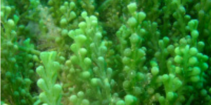 Ulvophyceae sınıfına ait yaklaşık 1000 Caulerpa türü tespit edilmiş olup
