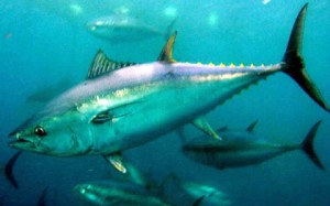 Orkinos, Ton balığı olarak da bilinir, uskumrugiller (Scombridae) familyasından Thunnus