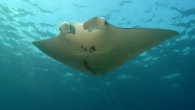 Manta (Manta birostris), kanatlarının (pektoral yüzgeç ya da göğüs yüzgeci) 6.7 metreye ve ağırlığının da 1350 kilograma kadar ulaşabilir. Vatozların en büyüğüdür. Yüzgeçlerini daha hızlı yüzmek için kanat şeklinde kullanır. Mantalar tropikal sularda öellikle mercan resifleri çevresinde yaşar. Deniz suyunu […]