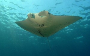 Manta (Manta birostris), kanatlarının (pektoral yüzgeç ya da göğüs yüzgeci)