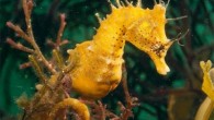 Denizatı, yılan iğnesinin de dahil olduğu Syngnathidae familyasından Hippocampus cinsine ait olan balıklardır. Tüm dünyada ılıman ve tropikal sularda bulunurlar. Denizatların boyutları 16 milimetre ile (yakın zamanda keşfedilen Hippocampus denise 35 santimetre arasında değişen türleri bulunur. Denizatı ve yılan iğnesi […]