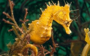 Denizatı, yılan iğnesinin de dahil olduğu Syngnathidae familyasından Hippocampus cinsine
