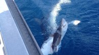Being hooked by a fisherman is probably up there with the worst things that could happen to a shark. But what about becoming bait for an even bigger beast as you’re being hauled into the boat? This was the fate […]