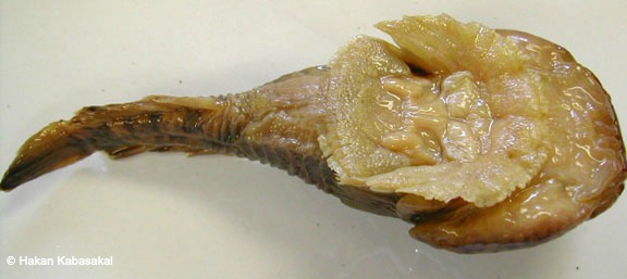 clingfish_ventral
