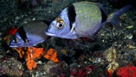 Diplodus vulgaris, two banded sea bream ve başka dillerde kim bilir hangi garip isimlerle anılan bu güzel balık bu günkü güzellemenin konusu. Ülkemiz sularında balık fotoğraflamaya çalışan yurdum fotoğrafçısının kurtarıcısı, sinek iğneli çocukluk oltalarımızın bir numaralı müşterisi bir garip balık. […]