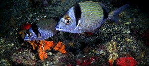 Diplodus vulgaris, two banded sea bream ve başka dillerde kim
