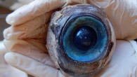 POMPANO BEACH (CBSMiami) — A giant blue eyeball washed ashore Wednesday in Pompano Beach. It is unknown what species the softball-size eyeball came from. Judging by the eyeball’s gargantuan size, some propose it could be a giant squid or a […]