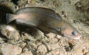 Gelincik (Gaidropsarus mediterraneus), Gadidae familyasına ait bir balık türü. Mezgit