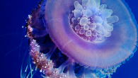 Cauliflower jellyfish, Latince adıyla Cephea cephea, Türkçe tabiriyle Karnabahar Denizanası. Çocukken denizanası ile dolu bir deniz gördüğümde koşa koşa içine atlayacağım hiç aklıma gelmezdi. Şimdi ne zaman bir deniz anası yağmuru görsem, kameram ile bir kaç kare yakalayabilmek için hızla […]