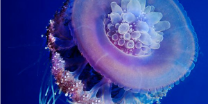 Cauliflower jellyfish, Latince adıyla Cephea cephea, Türkçe tabiriyle Karnabahar Denizanası.