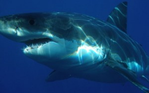 Beyaz köpek balığı (Carcharodon carcharias), Lamnidae familyasından bir köpek balığı