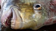 Some people draw the line at eating food with eyes, but how about fish with human-like teeth? This creepy creature is a called sheepshead fish, and it has pearly whites just like ours. There are incisors front-and-center, then molars — […]